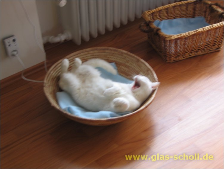 (c) 2007 www.Glas-Scholl.de